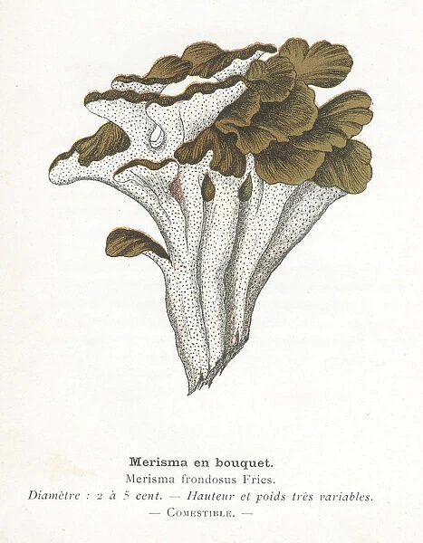 Mushroom Bouquet engraving 1895