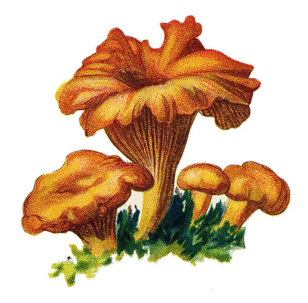 mushroom Chanterelle