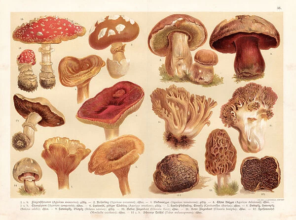 Mushrooms engraving 1888