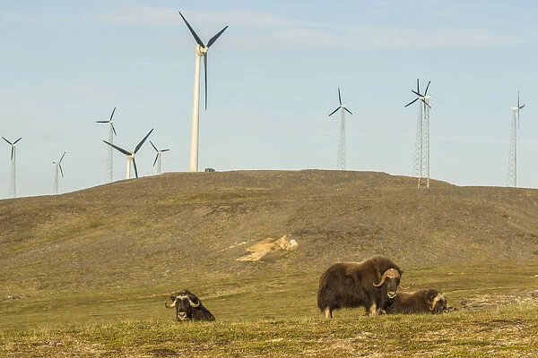 Muskox (Ovibos moschatus) near wind farm, Nome, Alaska, USA
