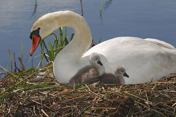Mute Swan with cygnets -Cygnus olor- on nest, Germany, Europe