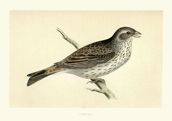 Natural History - Birds - Bunting