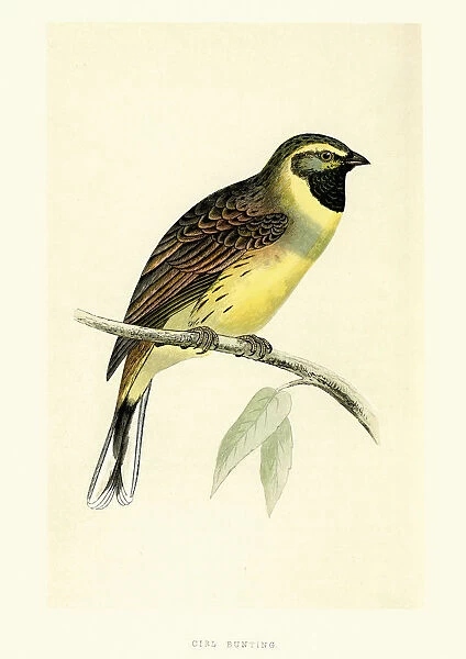 Natural History Birds - Cirl bunting Emberiza cirlus
