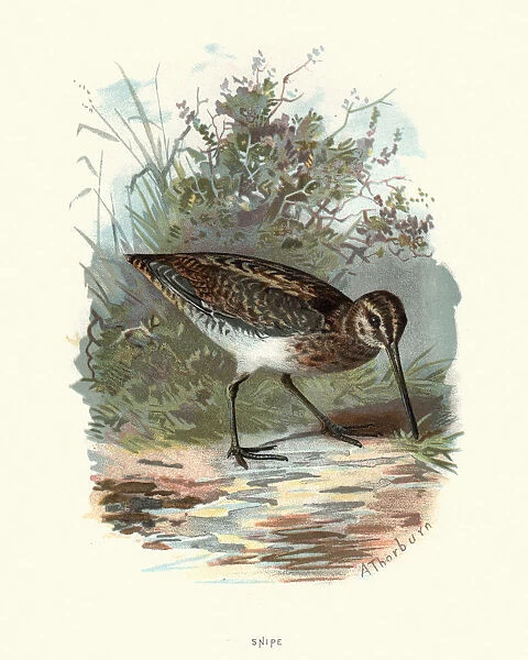 Natural History - Birds - Common snipe