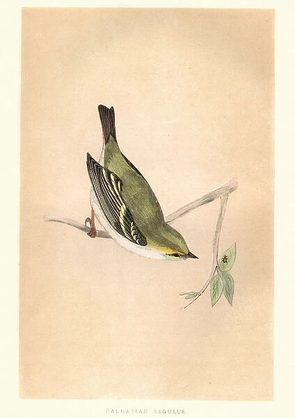 Natural history, Birds, Dalmatian Regulus, Kinglet