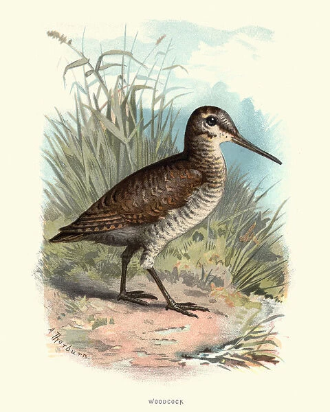 Natural History - Birds - Eurasian woodcock