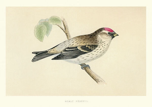 Natural History - Birds - Mealy redpoll