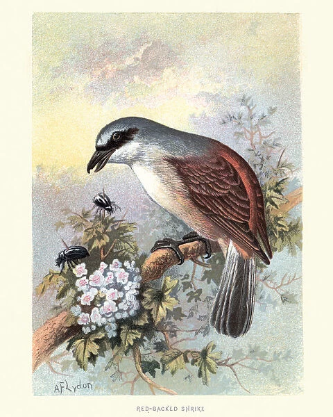 Natural History, Birds, red-backed shrike (Lanius collurio)