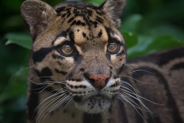 Framed Print : Clouded Leopard Print: Lush Undergrowth Portrait Framed Print : Clouded Leopard Print: Lush Undergrowth Portrait