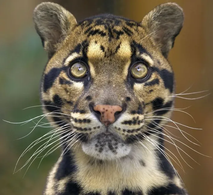 Framed Print : Clouded Leopard Print - Majestic Feline with Large Eyes Framed Print : Clouded Leopard Print - Majestic Feline with Large Eyes