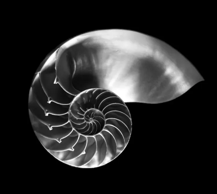 Framed Print : Nautilus Shell Cross Section Print Framed Print : Nautilus Shell Cross Section Print