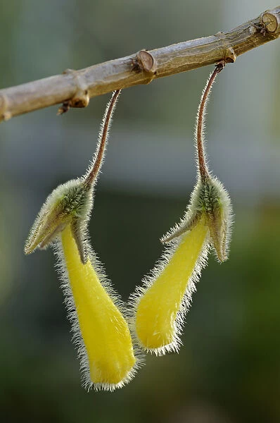 Nematanthus fluminensis, Gesneriaceae, Latin America