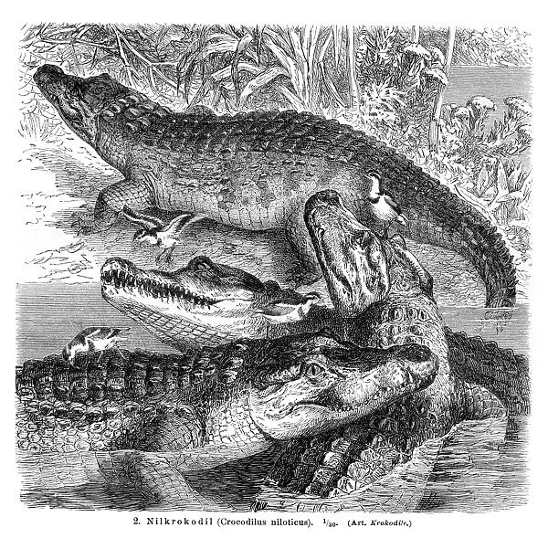 Nile Crocodile engraving 1896