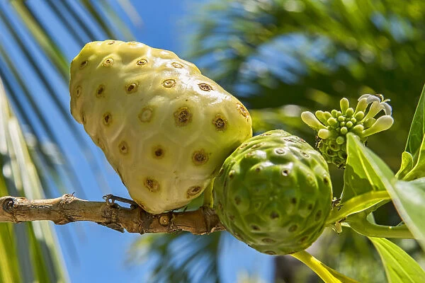 Noni, fruit of the great morinda -Morinda citrifolia L. Morinda bracteata Roxb. -, South Pacific, Bora Bora, French Polynesia