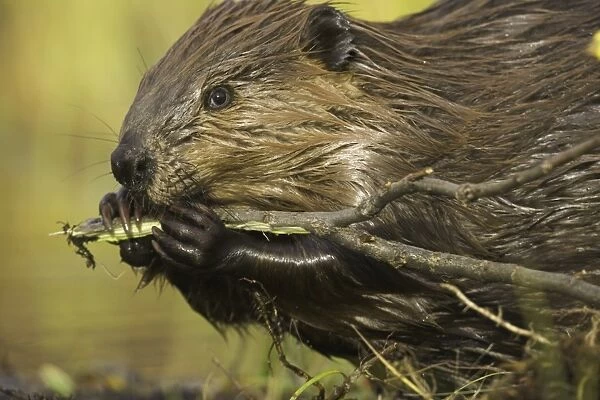 North American beaver (Castor canadensis) gnawing on poplar branch