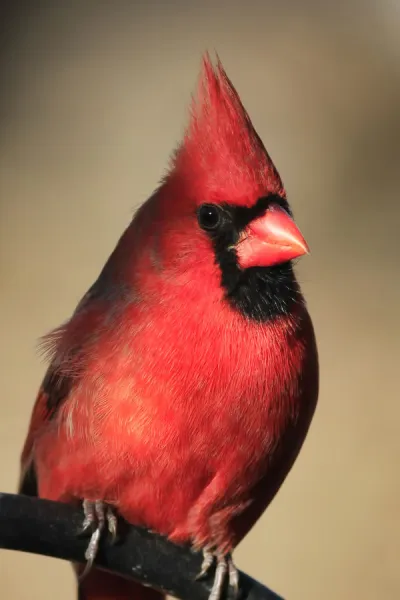 Cardinal bird for sales sale