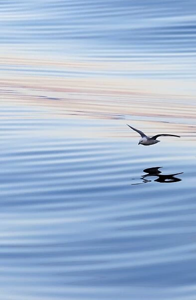 Northern Fulmar -Fulmaris glacialis- in flight, clouds and an evening sky reflected in the sea, Greenland