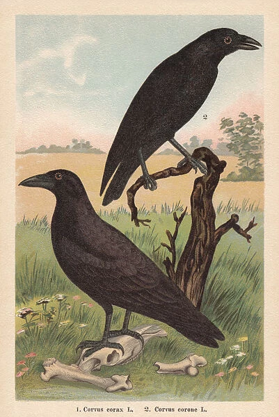Northern raven and Carrion crow, chromolithograph, published in 1896