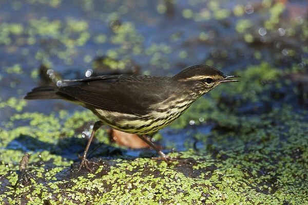 Northern waterthrush during spring migration