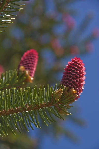 Norway spruce -Picea abies-, female inflorescences, Burgkwald forest near Karolinenfield, eastern Thuringia, Germany, Europe