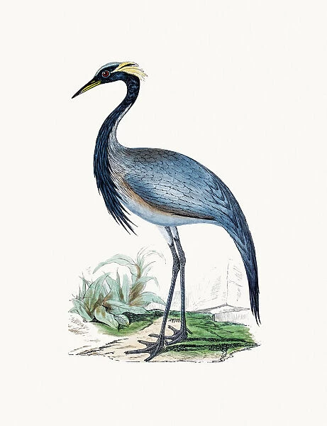 Numidian Crane bird