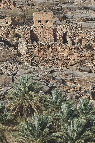 Oasis with date palms in front of the historic ruins of the village of Al Hajir, Jebel Shams, Al Hajar Mountains, Al Hajir, Ad Dakhiliyah, Oman