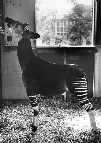 Okapi. 9th August 1979: An Okapi feeding at London Zoo