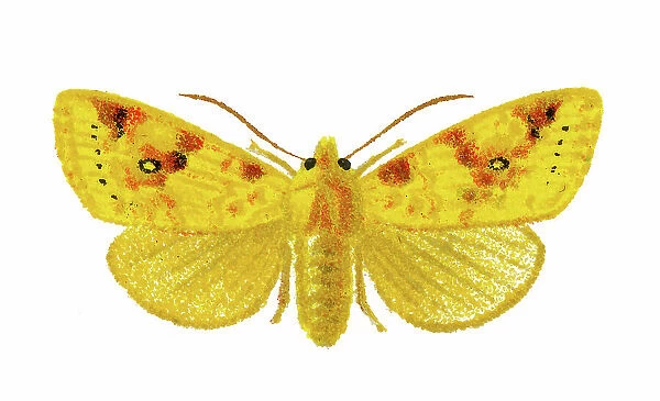 Old chromolithograph illustration of Xanthia moth