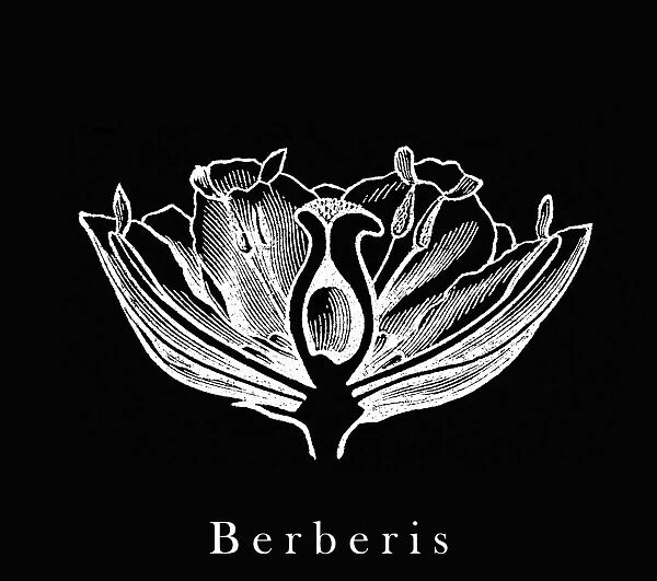 Old engraved illustration of Botany, Berberidaceae, Berberis flower