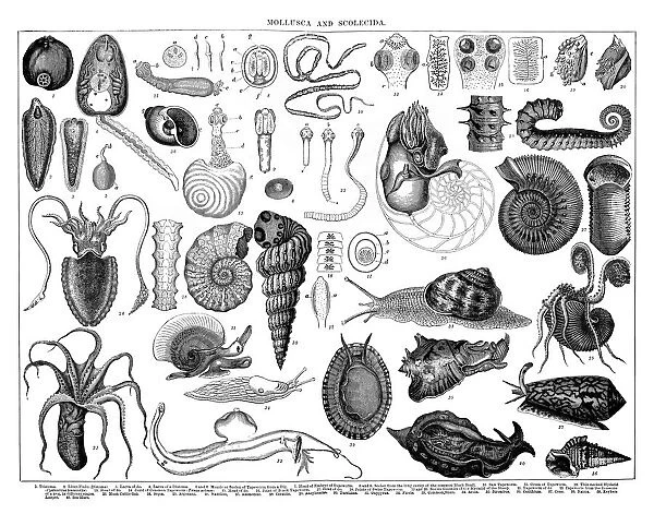 Old engraved illustration of Mollusca and Scolecida
