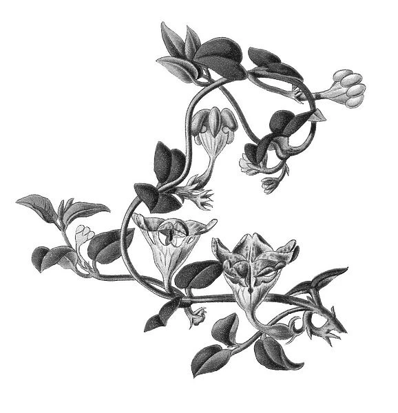 Old engraved illustration of Parachute plant (Ceropegia sandersonii)