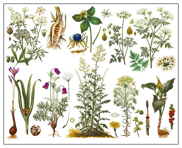 Old lithograph of a Poisonous plants