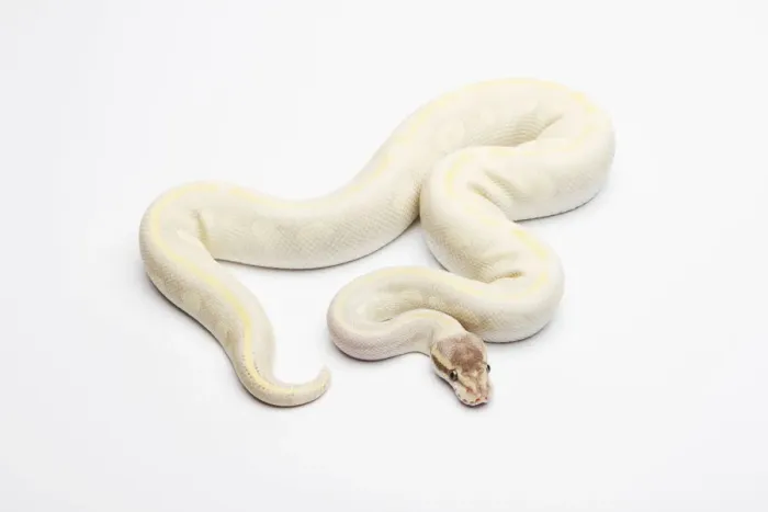 Framed Print : Male Opal Diamond Ball Python Print Framed Print : Male Opal Diamond Ball Python Print