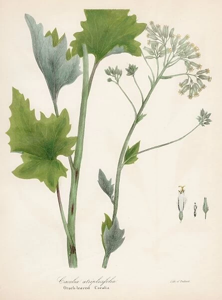 Orach botanical engraving 1843