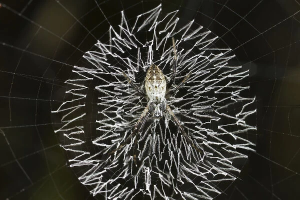 Orb-web spider, grass cross spider -Argiope catenulata- perched in the center of its circular web with a zig-zag pattern of white spider silk or stabilimentum, Tambopata Nature Reserve, Madre de Dios Region, Peru