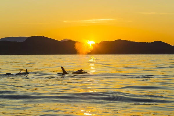 Orca Killer Whales (Orca orcinus) in sea at sunset, Pacific Northwest, USA