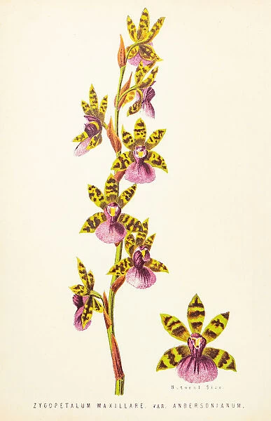 Orchid flower engraving 1874