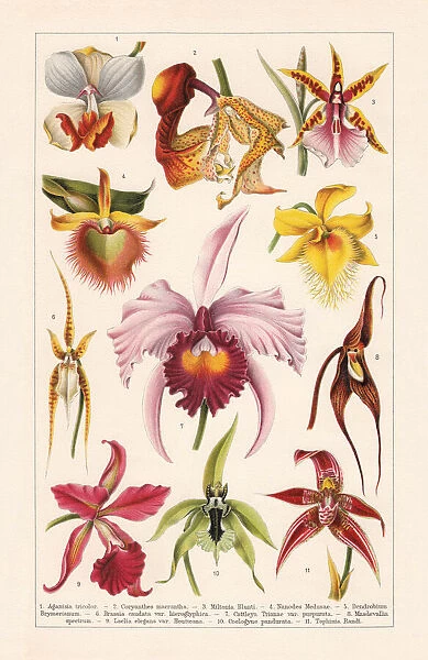 Orchids (Orchidaceae), chromolithograph, published in 1900
