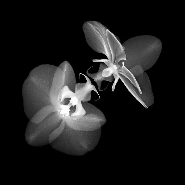 Orchids (Phalaenopsis sp. ), X-ray