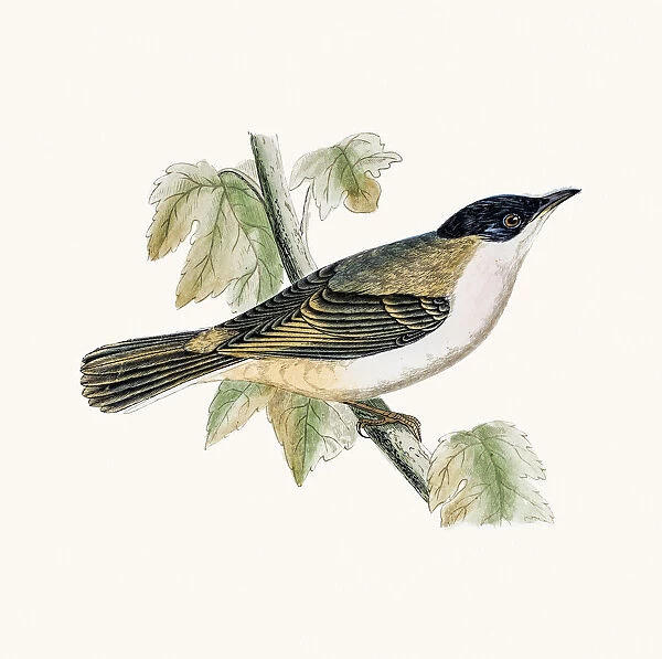 Orphean warbler