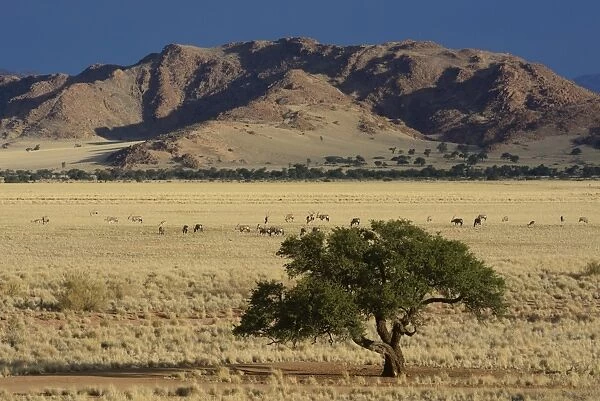 Oryx antilopes -Oryx- grazing in a steppe landscape or veldt, Namib, Hardap Region, Namibia