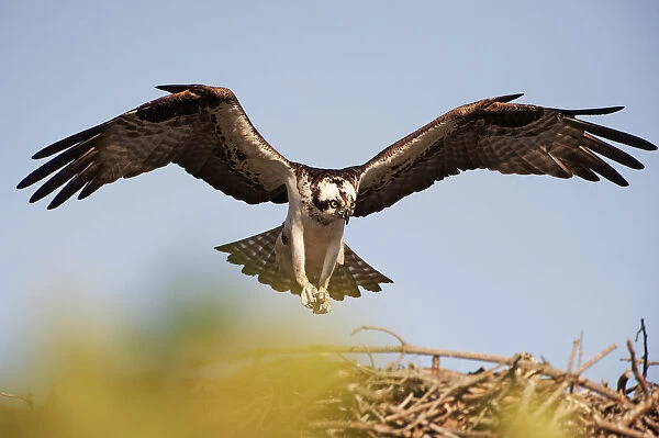 Osprey descending on nest