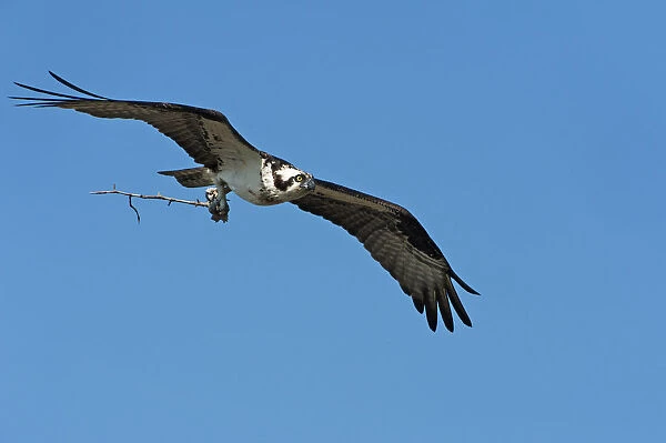 Osprey in flight with nesting material