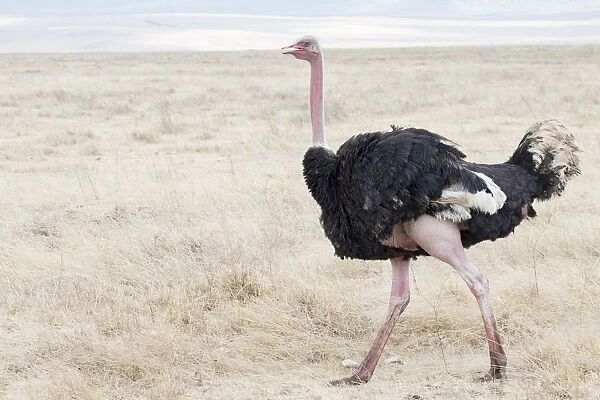 Ostrich in in Ngorogoro Crater