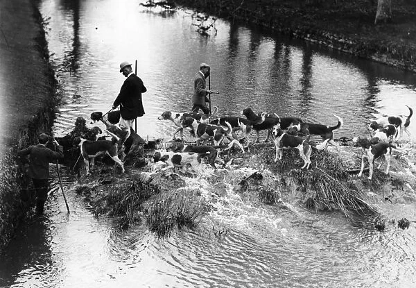 Otter Hounds. circa 1905: A pack of dogs from the Cheriton Otter Hounds