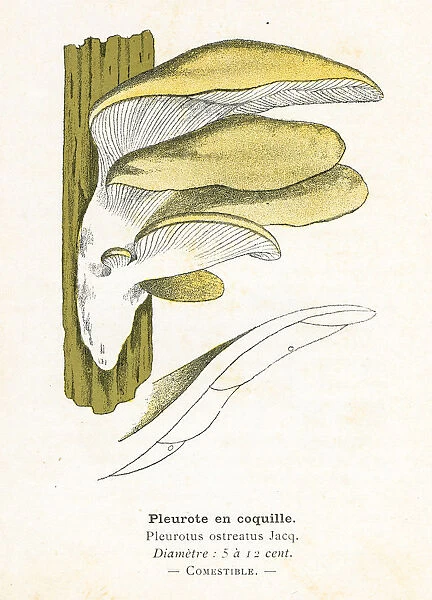 Oyster Mushroom engraving 1895
