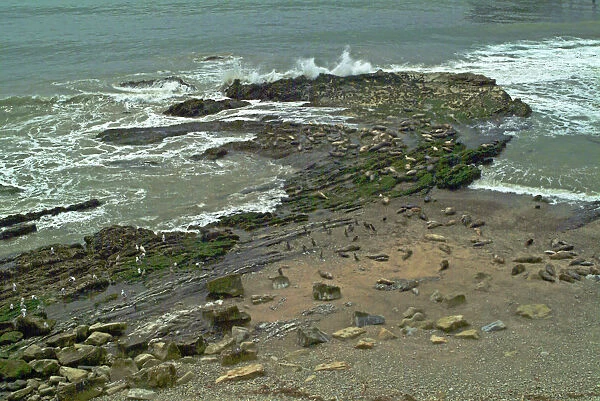 Pacfic Harbor Seals