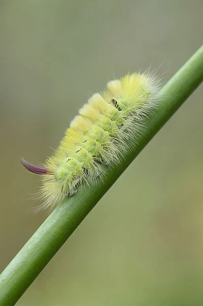 Pale Tussock -Calliteara pudibunda-, caterpillar, Emsland, Lower Saxony, Germany