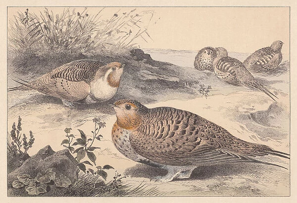 Pallass sandgrouse (Syrrhaptes paradoxus), hand-colored lithograph, published in 1889