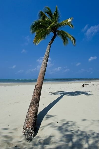 Palm tree, beach, Cape Tribulation, Queensland, Australia
